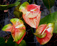 philippine tnt anthurium