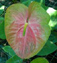 anthurium niagara tnt