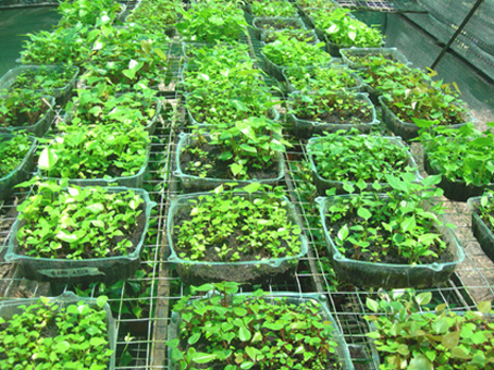 acclimatized anthurium plants